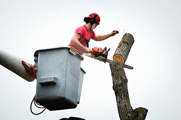 Best Tree Removal  in USA